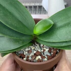 Jūsų orchidėja spindės ir gausiai žydės: patikrintas metodas su pienu